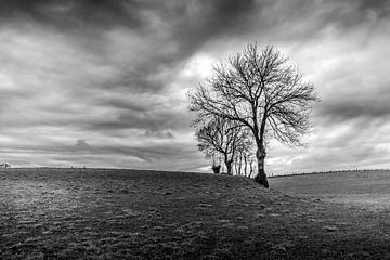 Bomen In Een Bewolkt Landschap van Ronald Massink