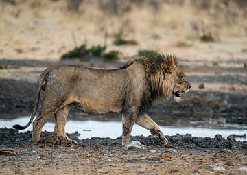 Leeuw in Namibië, Afrika van Patrick Groß