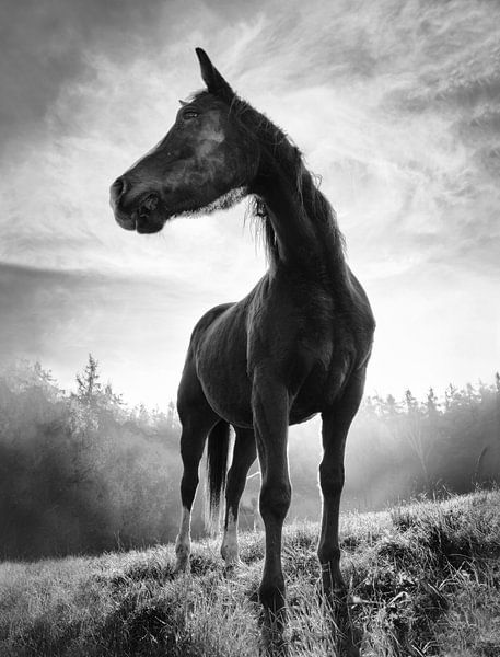 Backlight horse by Alessandro Accordini