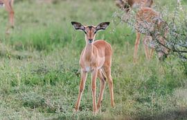 Baby Impala | Reisefotografie | Südafrika von Sanne Dost