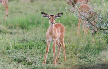 Baby Impala | Reisfotografie | Zuid-Afrika van Sanne Dost