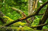 Eichhörnchen