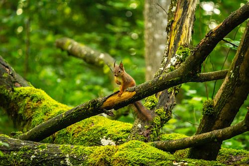 Eichhörnchen von Christopher Beham