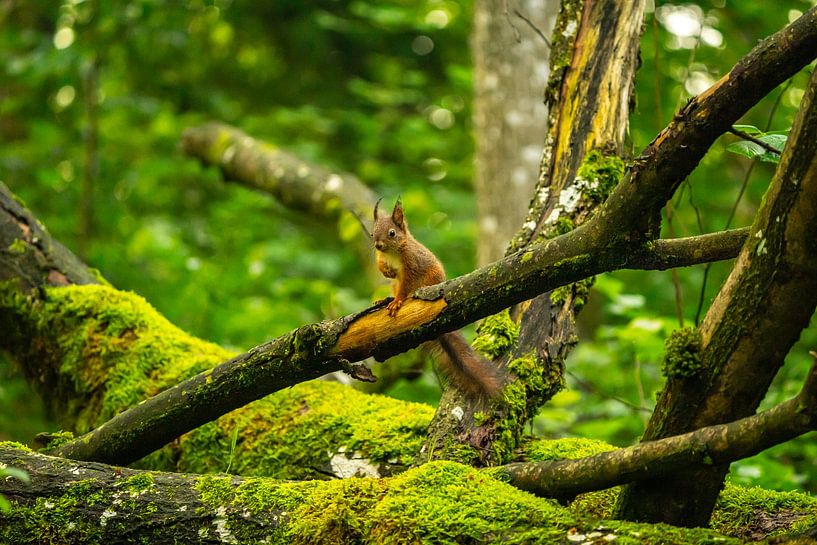 Squirrel by Christopher Beham