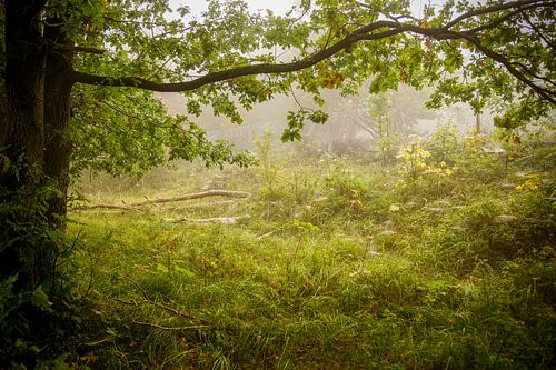 Bos en mist