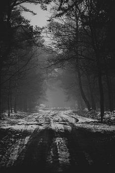 Nebel am Ende der Forststraße