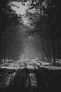 Mist aan het einde van de bosweg van Sasja van der Grinten thumbnail