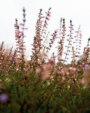 Pinkish flowers on the heath by Kim Van Uuden