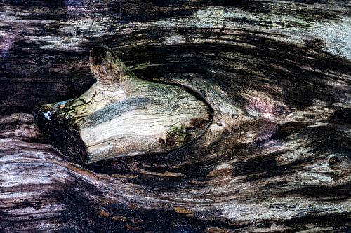 Structures old tree trunk