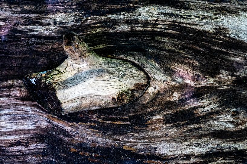 Strukturen alter Baumstämme von Reinder Tasma