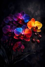 Vibrante Regenbogen‑Orchideen im samtigen Licht von ButterflyPix
