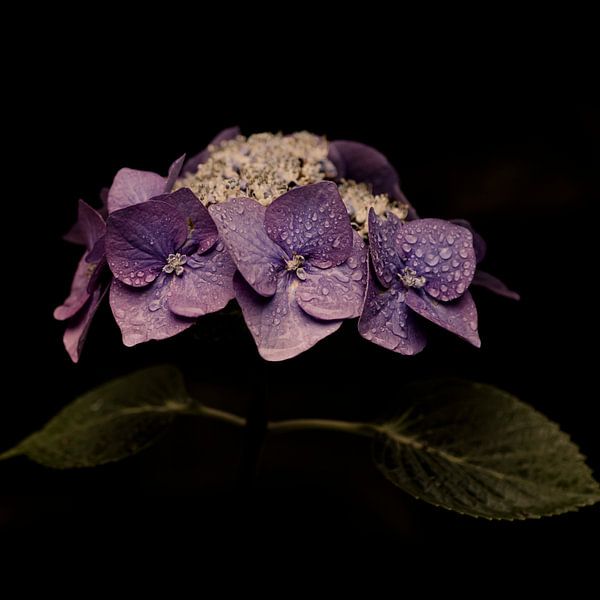 Rêve violet I par Nanouk el Gamal - Wijchers (Photonook)