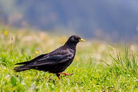 Alpine Chough (Pyrrhocorax graculus) by Dirk Rüter
