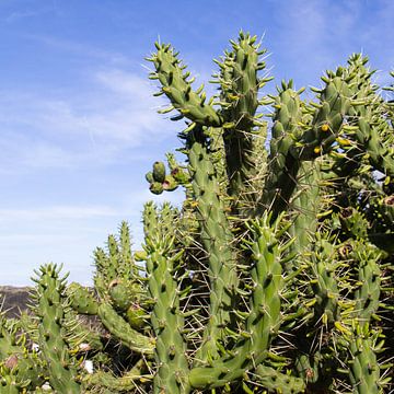 Stekelige cactussen in Portugal van Mitsy Klare