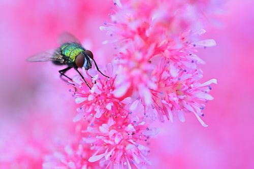 Grüne Fleischfliege auf rosa Spirea Astilbe von Truus Hagen
