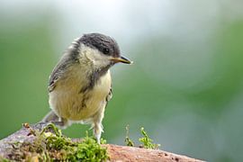 great tit on branch by Petra Vastenburg