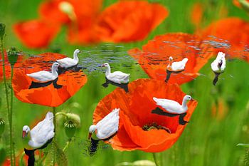Geese in poppies.