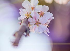 Bloesem by Evelien Scholten