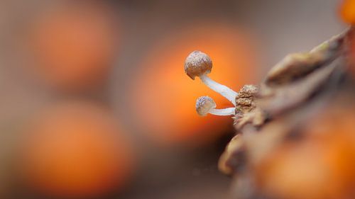 Mini champignons à l'orange sur Maarten Trybou