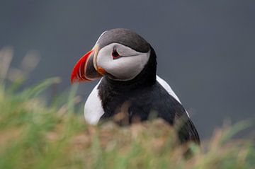 Portret van een papegaaiduiker op Látrabjarg in de Westfjorden op IJsland, van Bianca Fortuin