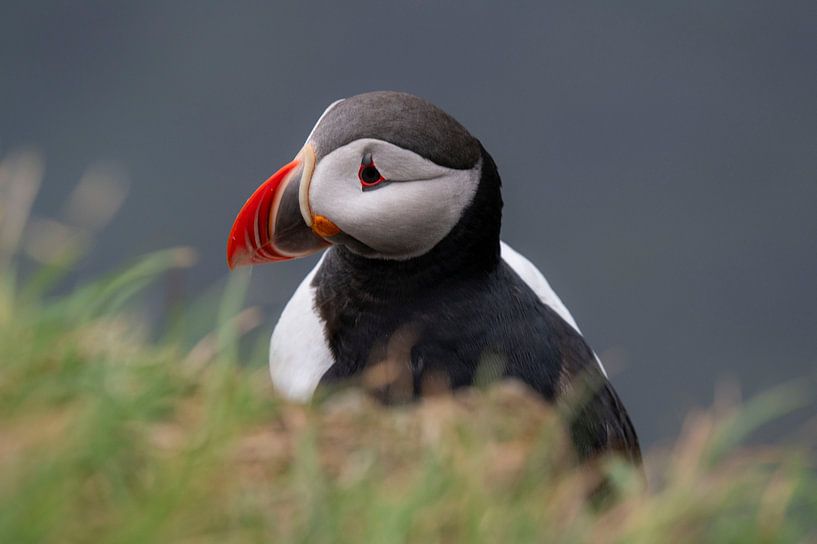 Portrait d'un macareux moine à Látrabjarg, dans les Westfjords islandais, par Bianca Fortuin
