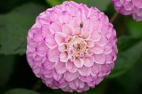 Fly on Dahlia