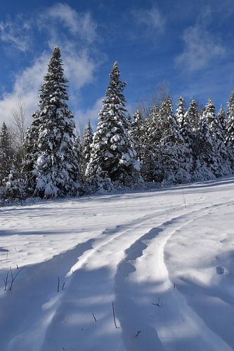 Une forêt enneigée après la tempête