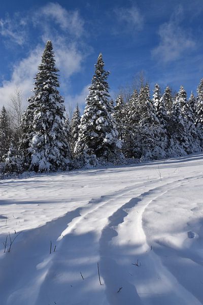 A snowy forest after the storm by Claude Laprise