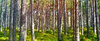 Waldromantik abstrakt von Marion Tenbergen Miniaturansicht