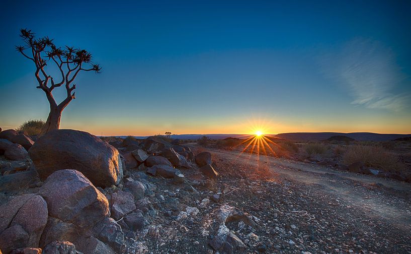 tubular tree at sunset by Ed Dorrestein