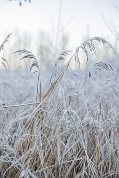 Stillleben Winter in Friesland von Lydia