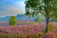 Plantes de bruyère en fleurs dans le paysage des landes au lever du soleil par Sjoerd van der Wal Photographie Aperçu
