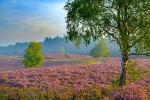 Blühende Heidekrautpflanzen in Heideflächenlandschaft bei Sonnenaufgang