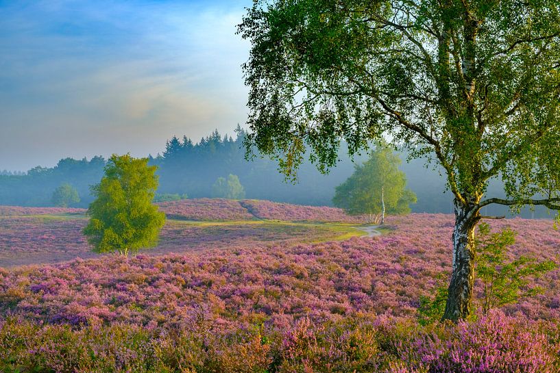 Plantes de bruyère en fleurs dans le paysage des landes au lever du soleil par Sjoerd van der Wal Photographie