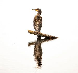 Kormoran in der Farbe.