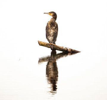 Kormoran in der Farbe. von Wouter Van der Zwan