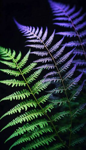 Illuminating fern leaves