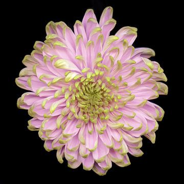 Flower pink-green by Marian Waanders