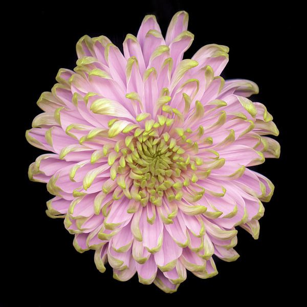 Flower pink-green by Marian Waanders