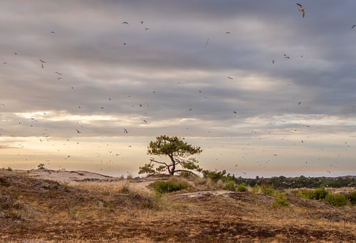 Seagulls above the Vuurduin