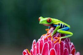 Red-eyed tree frog by Sylfari Photography