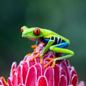 Rotaugen-Frosch von Sylfari Photography
