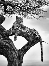 Leopard auf einem Ast in Schwarz-Weiß von Lina van Oers
