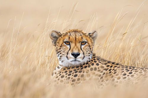 Cheetah