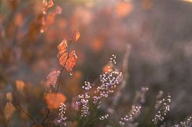 Wolfhezerheide part 56