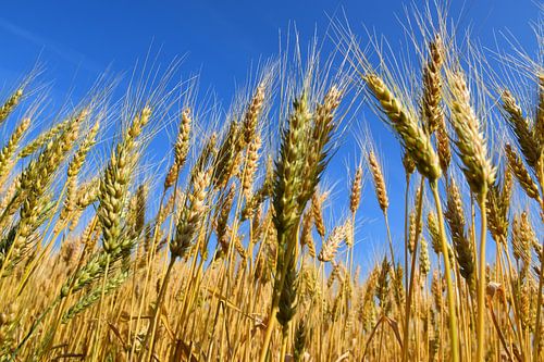 Een tarweveld in de zomer