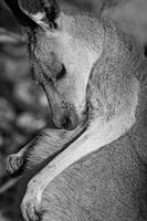 Kangaroo close up