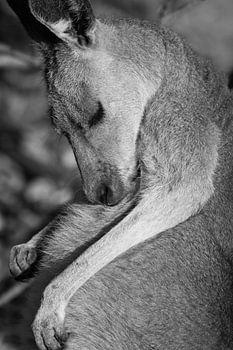 Känguru aus nächster Nähe