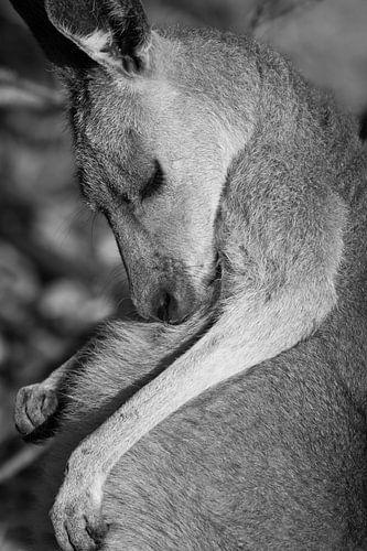 Kangaroo close up