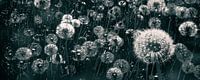 pusteblumen löwenzahn schwarz-weiß von Dörte Bannasch Miniaturansicht